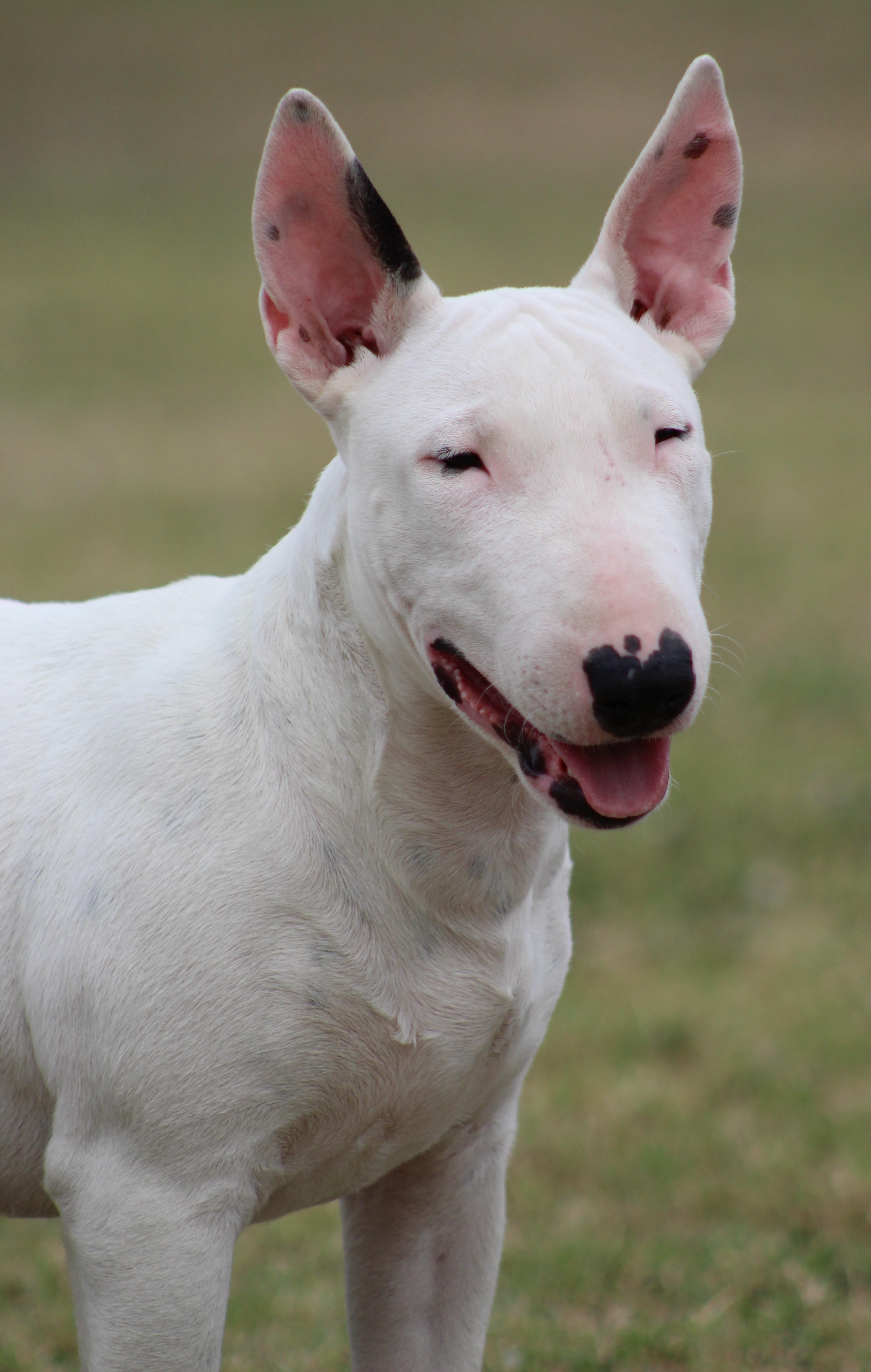 Enlarge Sage, a Adoptable Bull Terrier in Temple, TX image 2/6