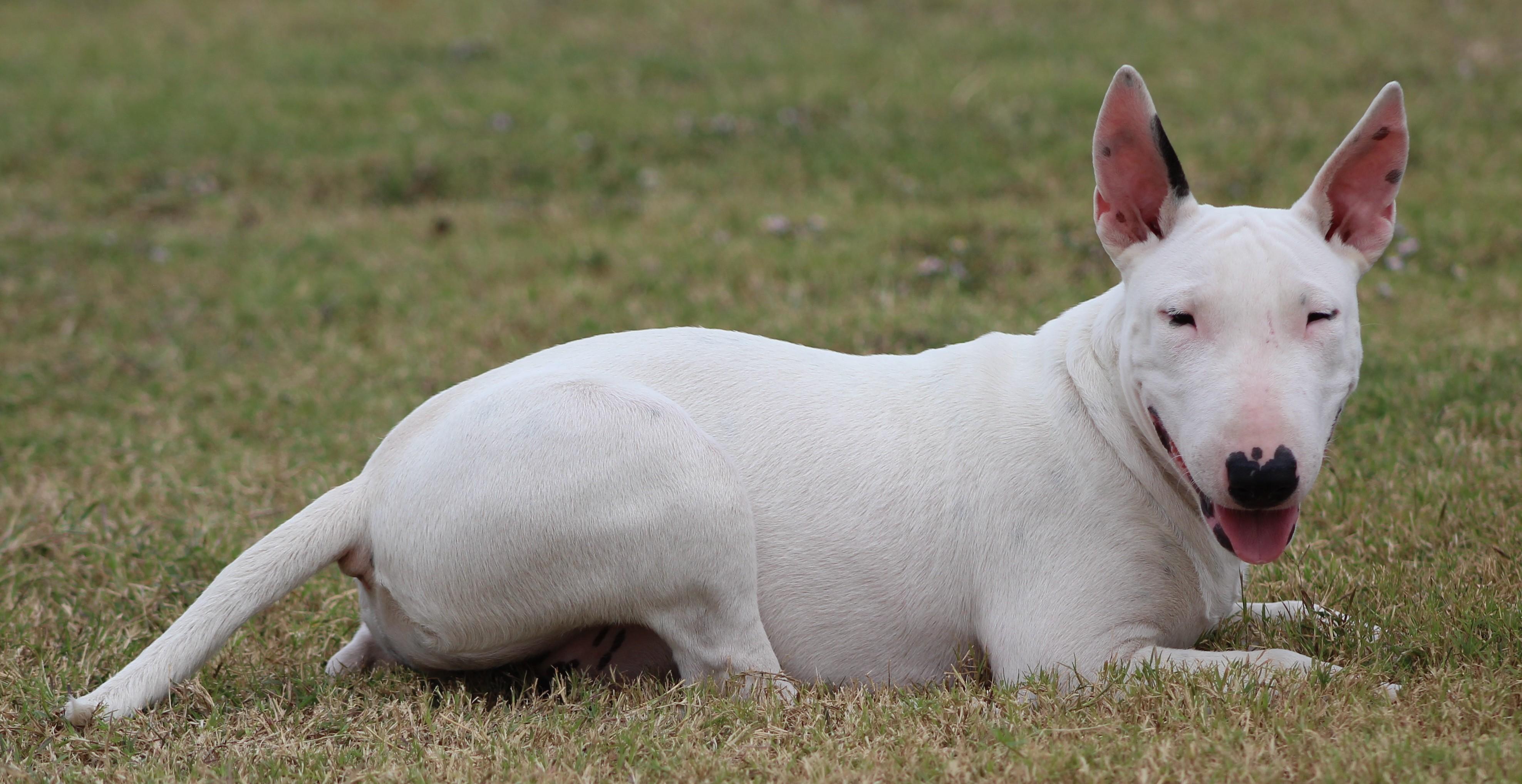 Sage, Adoptable, Puppy Female Bull Terrier.