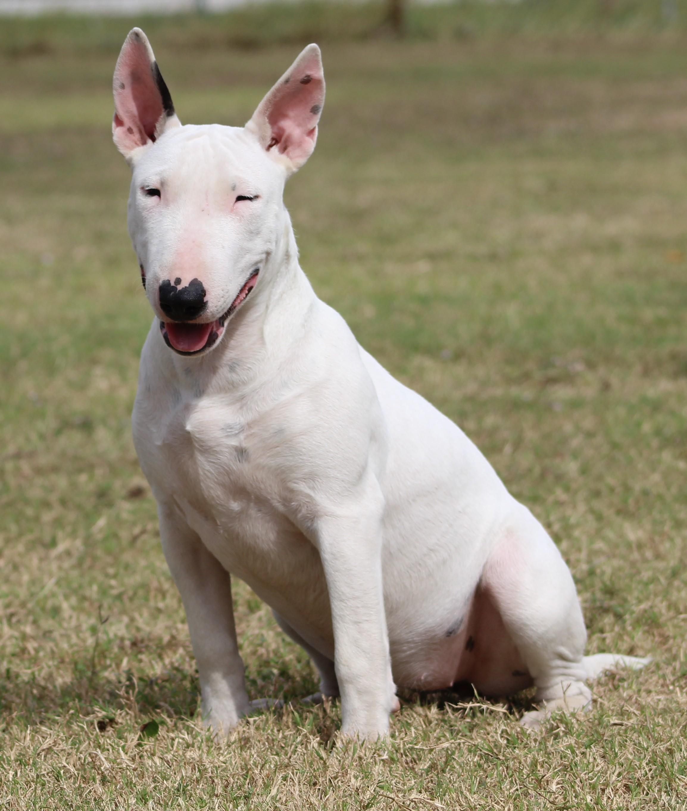 Enlarge Sage, a Adoptable Bull Terrier in Temple, TX image 4/6