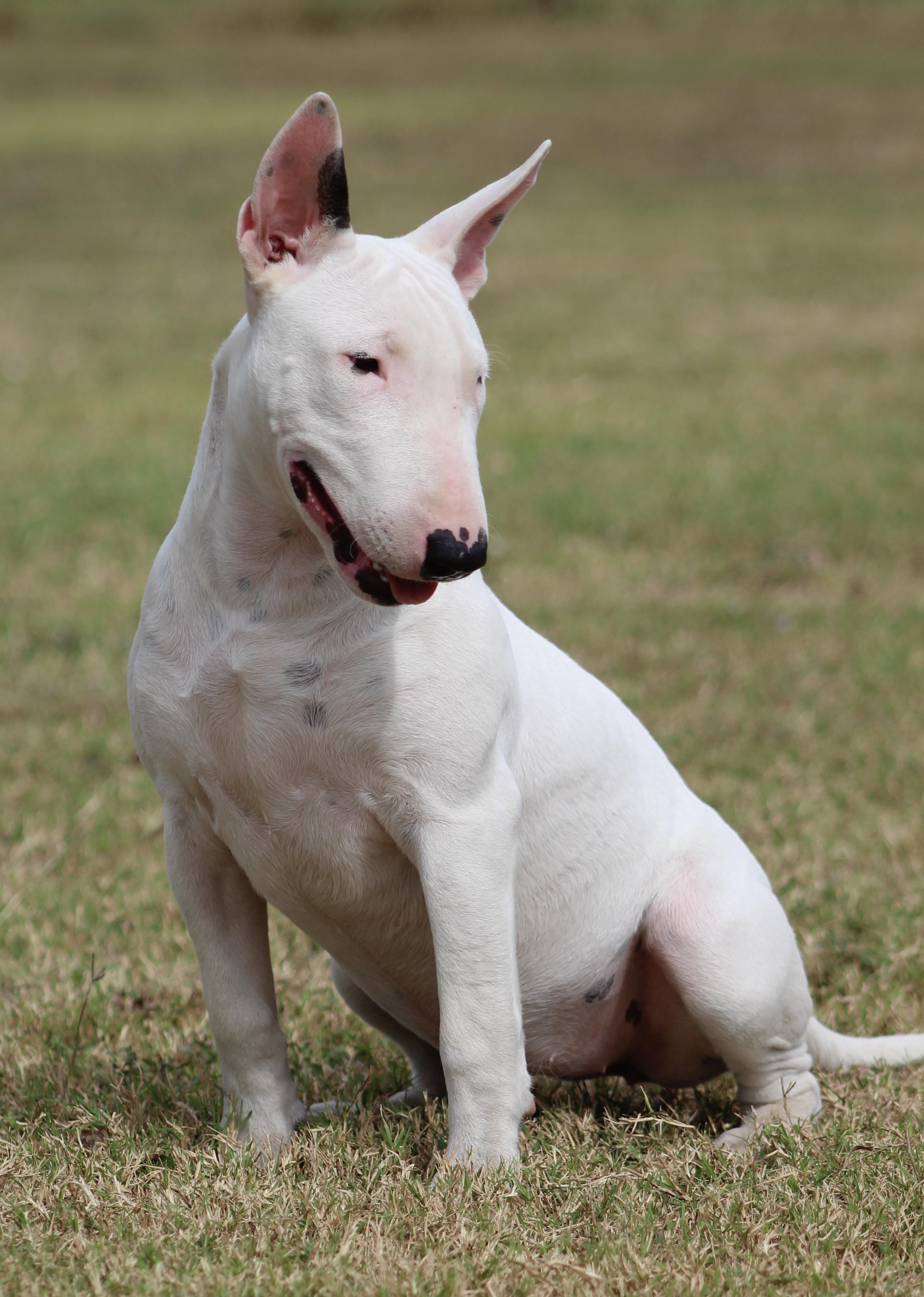 Enlarge Sage, a Adoptable Bull Terrier in Temple, TX image 5/6