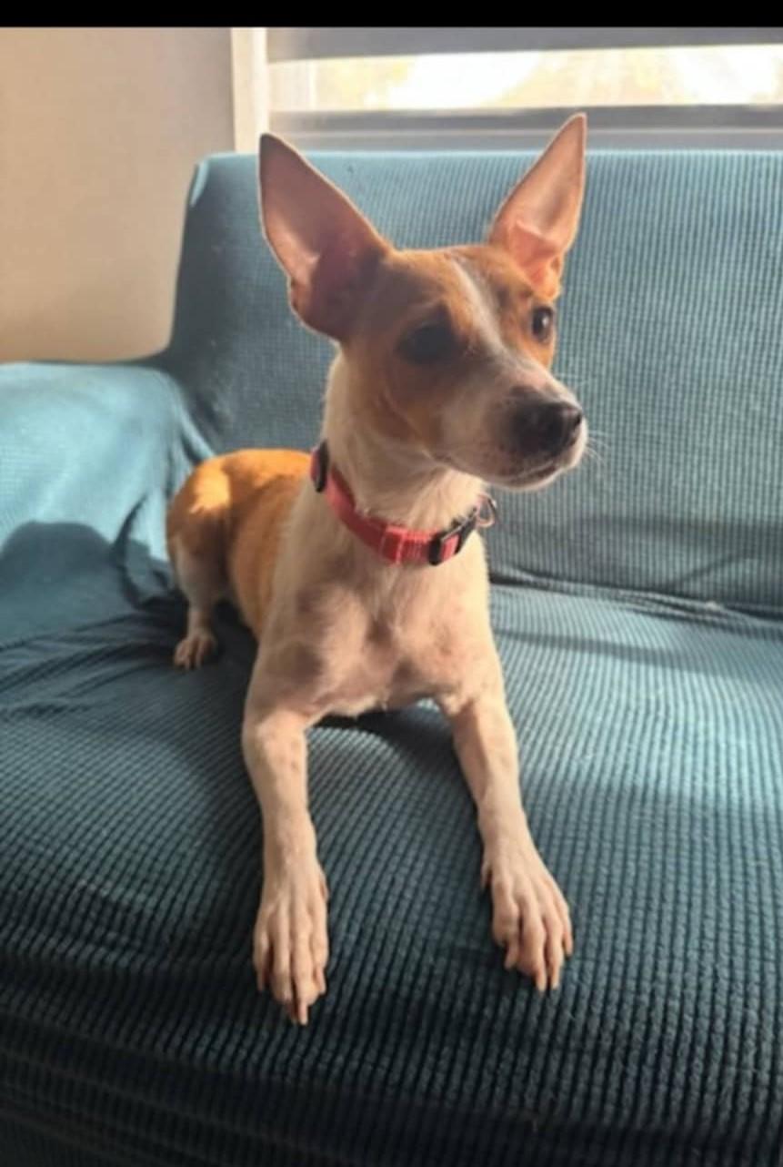 Enlarge Sienna, a Adopted Rat Terrier in Miami, FL image 1/1