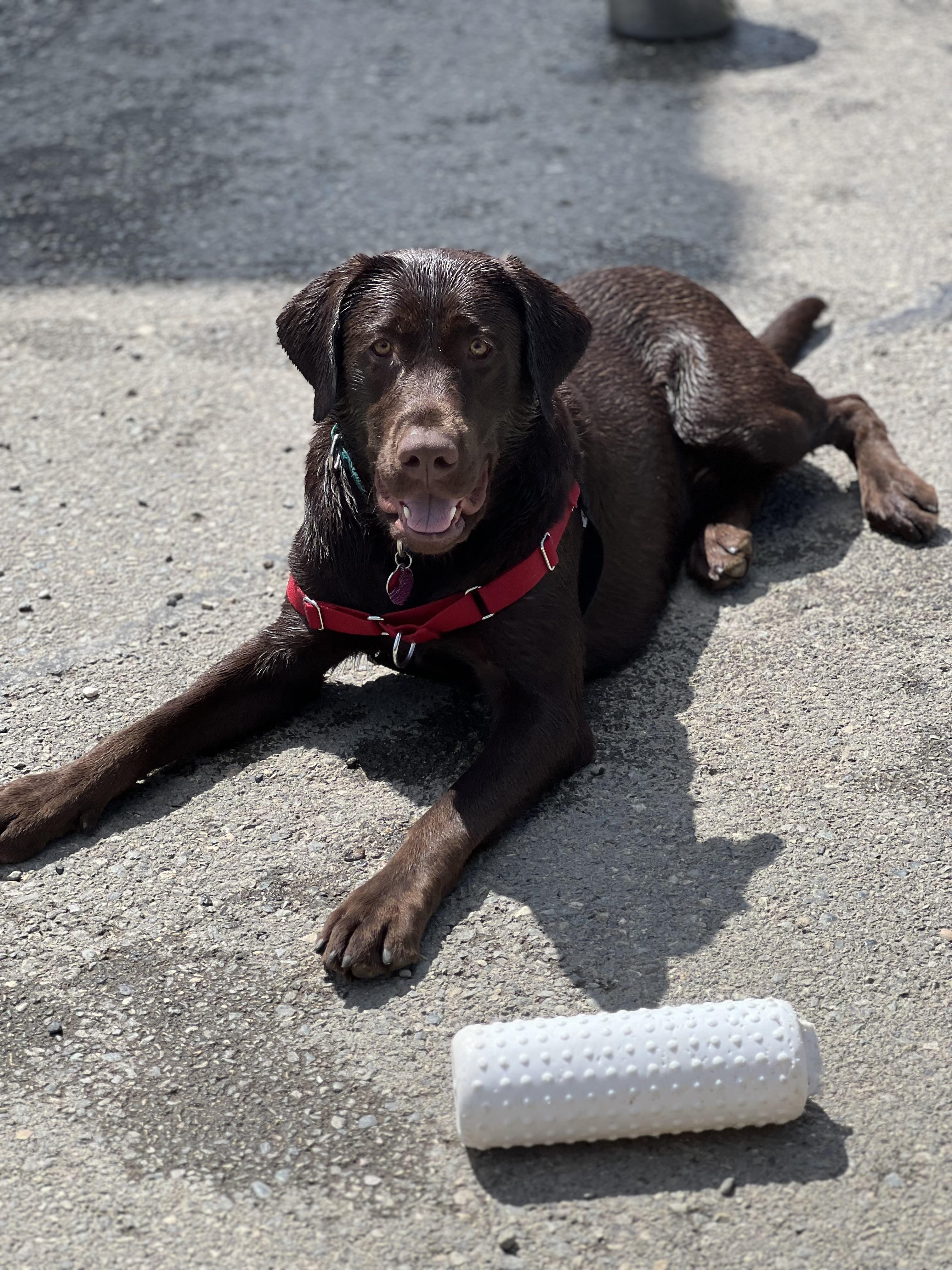 Enlarge Puffin, a Adopted Labrador Retriever in Gig Harbor, WA image 2/2