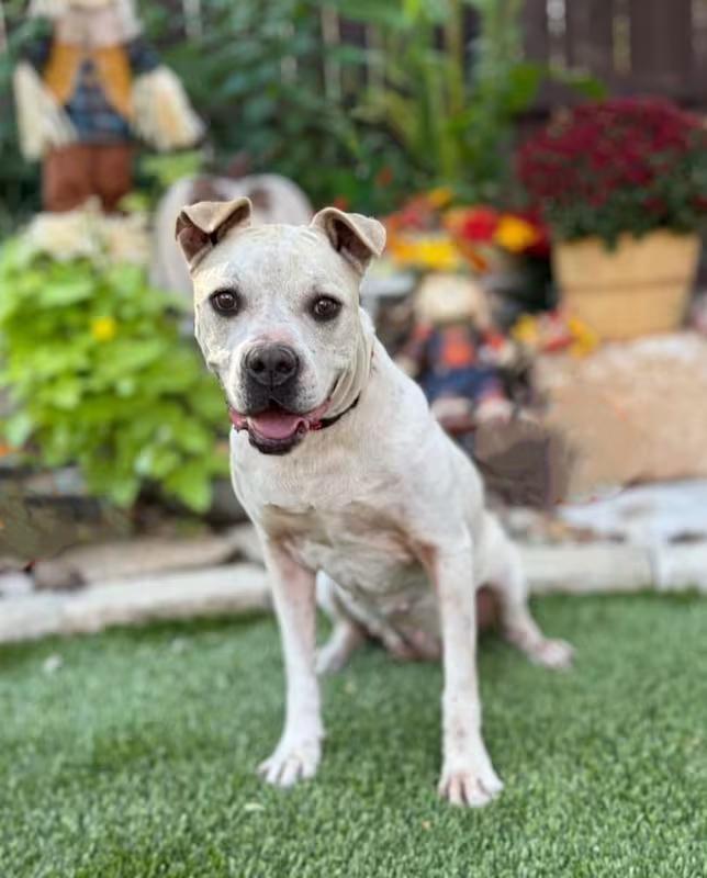 Enlarge Cookie, a ADOPTABLE mixed breed in Southport, CT image 5/6