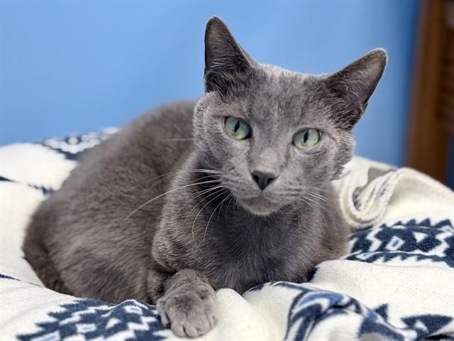 MORTIE, Adoptable, Adult Male Domestic Short Hair.