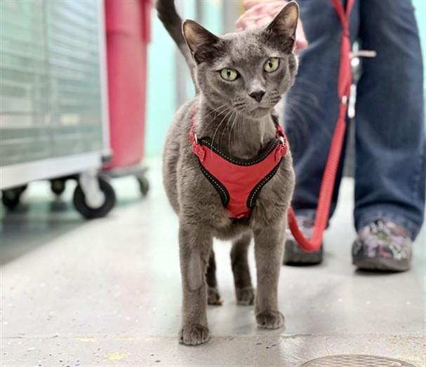 MORTIE, Adoptable, Adult Male Domestic Short Hair.