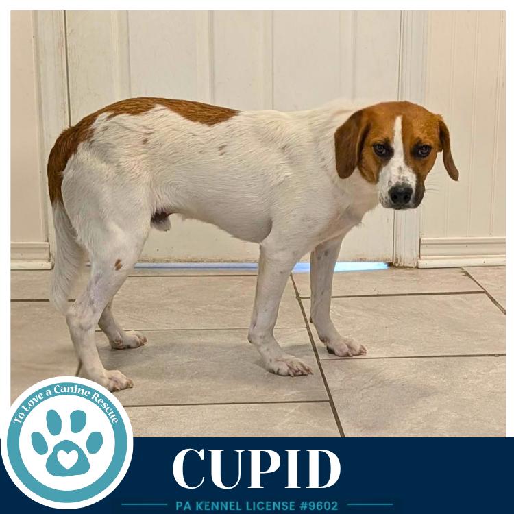 Cupid 053026, Adoptable, Adult Male Beagle.