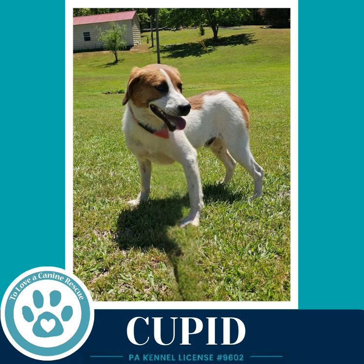Enlarge Cupid 053026, a Adoptable mixed breed in Kimberton, PA image 2/2