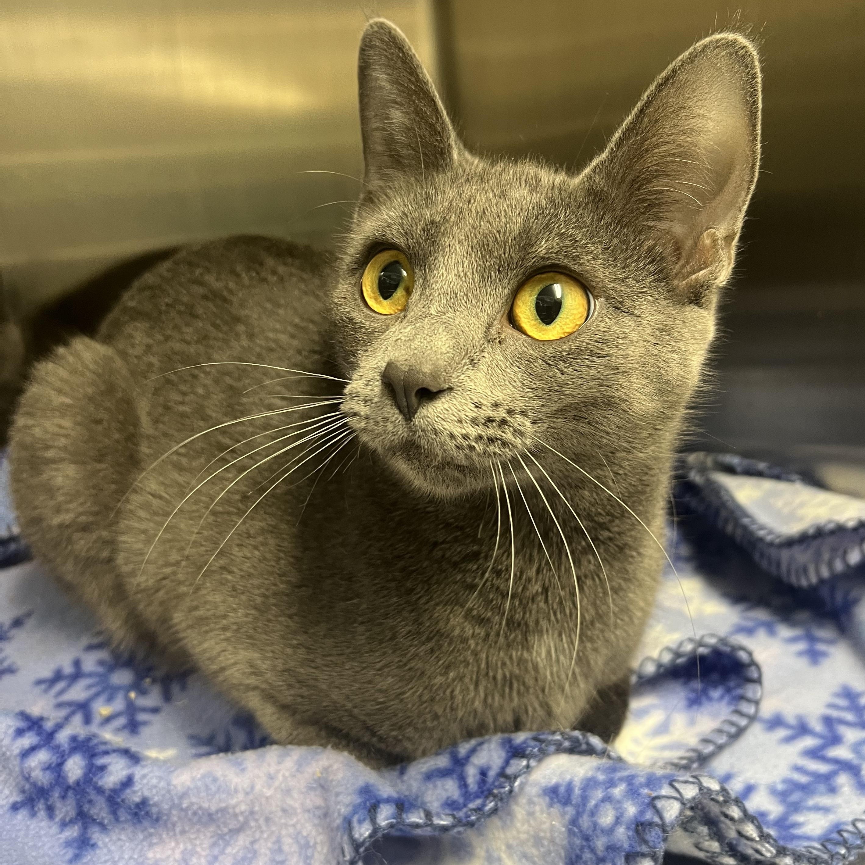 Uno, ADOPTABLE, Young Female Domestic Short Hair.