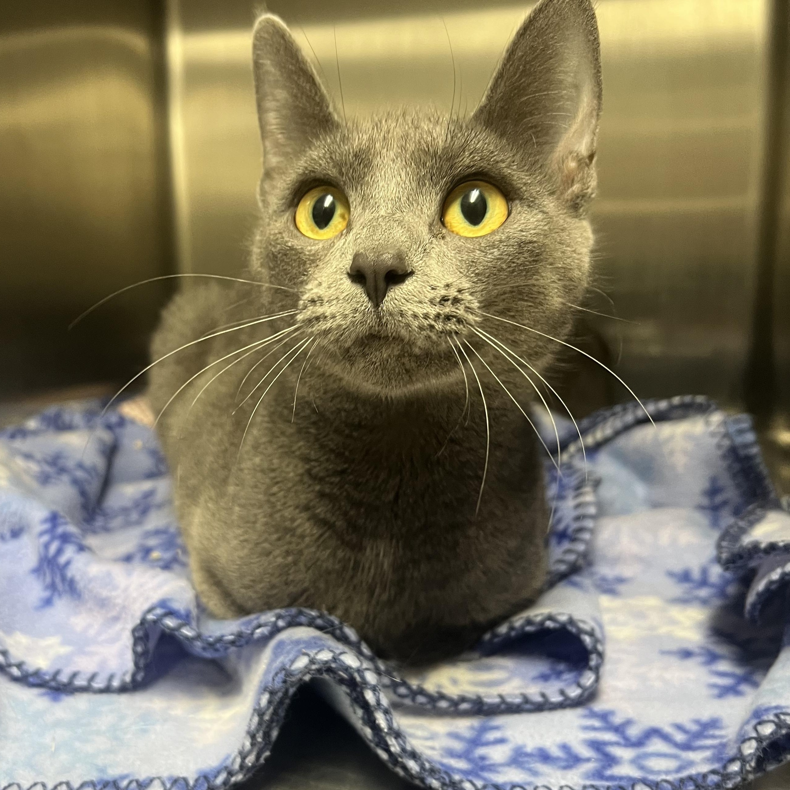 Uno, a ADOPTABLE mixed breed in Mount Pleasant, MI image 2/2