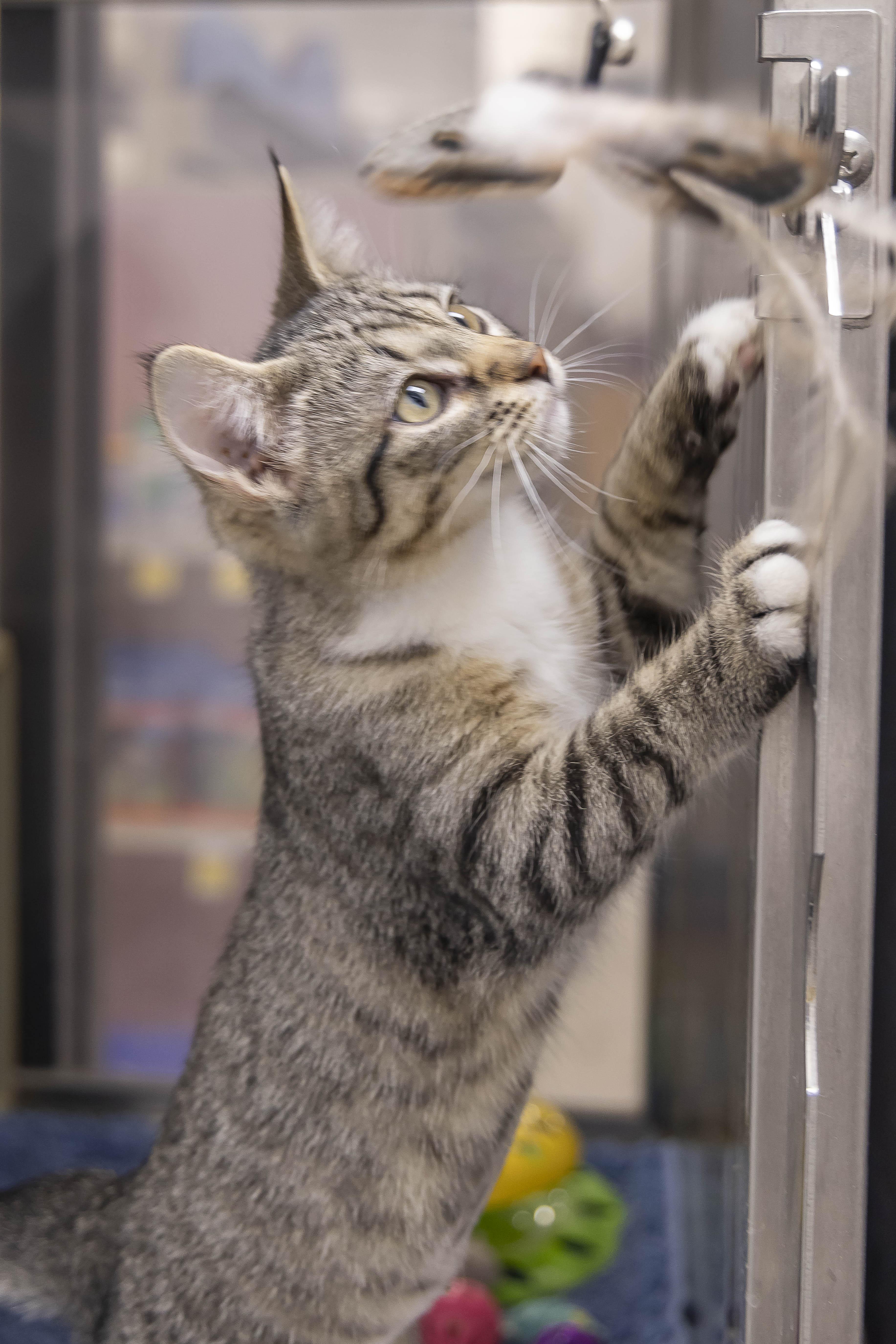 Enlarge Chester - Adoption Pending, a Adopted mixed breed in Millville, UT image 3/3