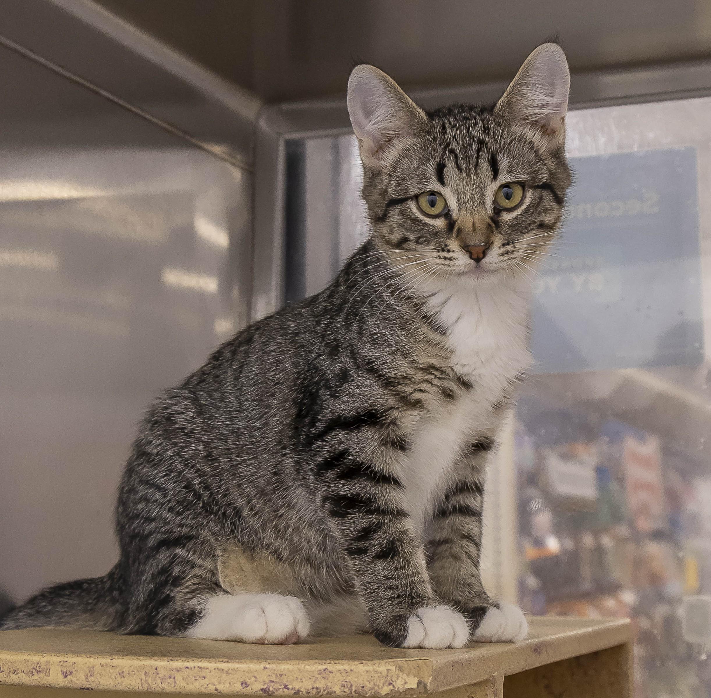 Chester - Adoption Pending, Adopted, Kitten Male Tabby.