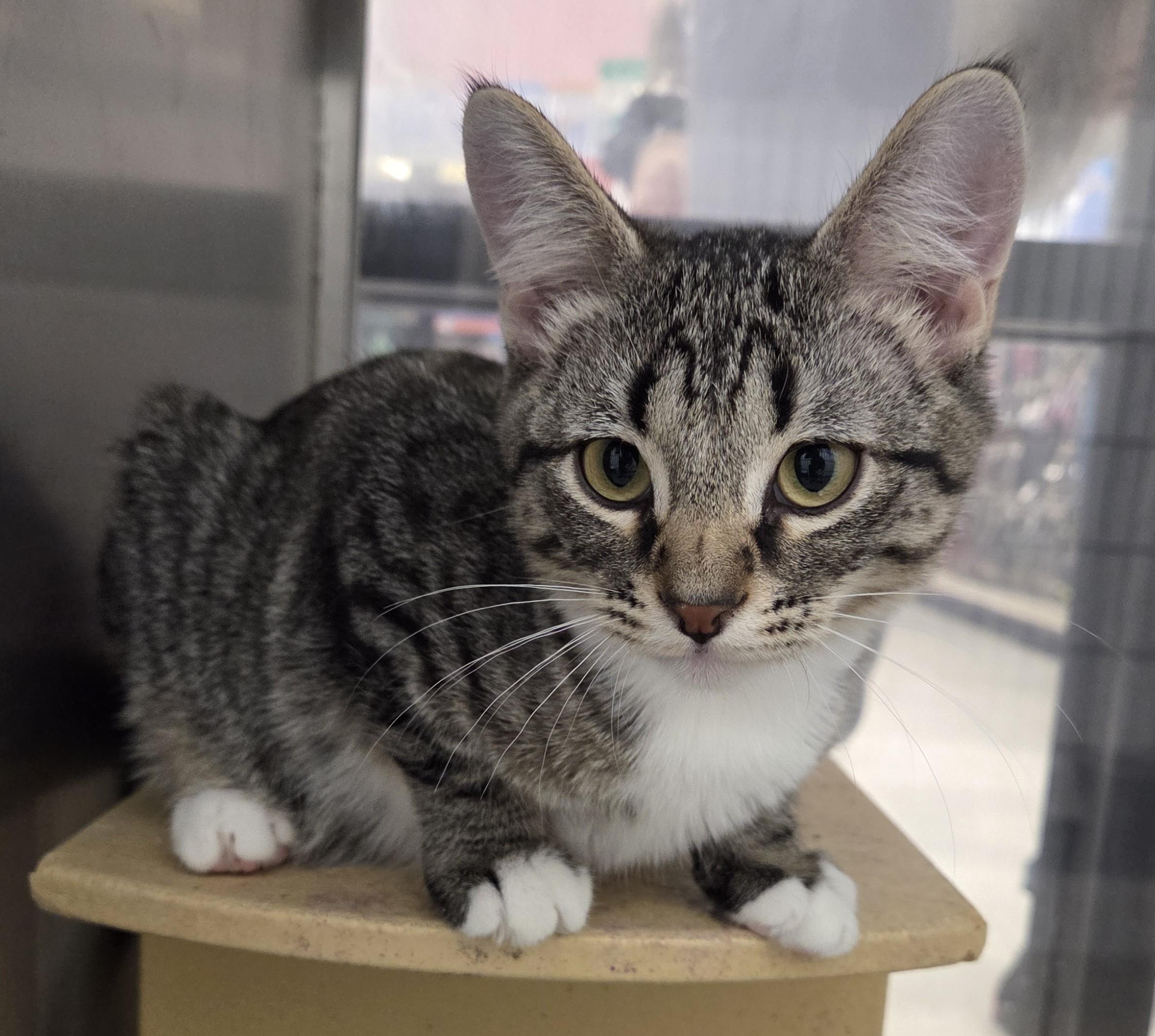 Enlarge Chester - Adoption Pending, a Adopted mixed breed in Millville, UT image 2/3