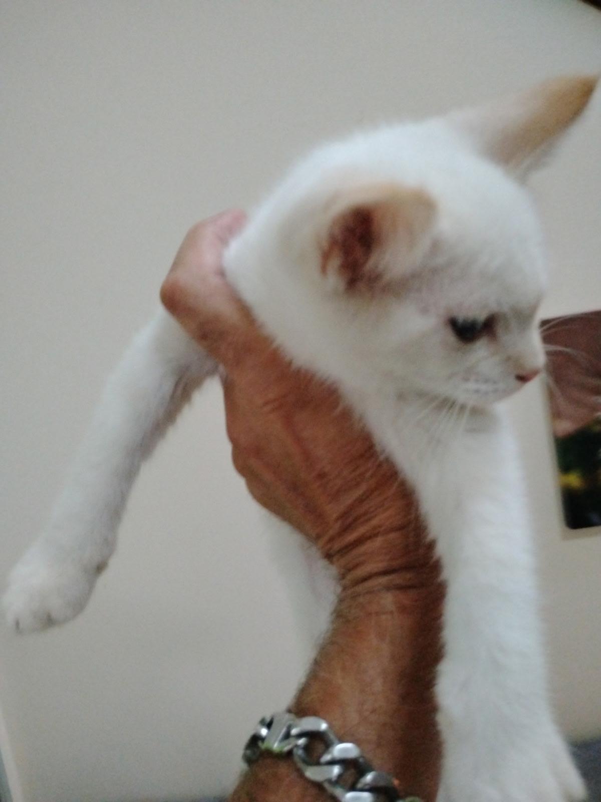 Enlarge Stihl, a Adoptable mixed breed in Oriental , NC image 3/5