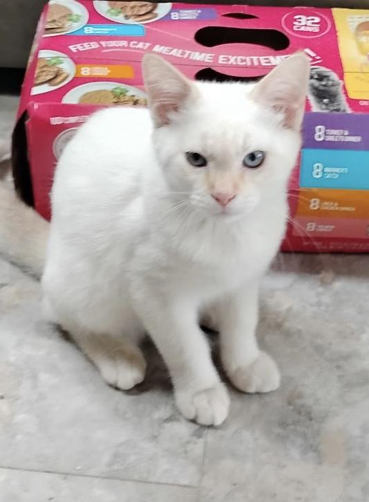 Stihl, Adoptable, Kitten Male Domestic Short Hair & Siamese.