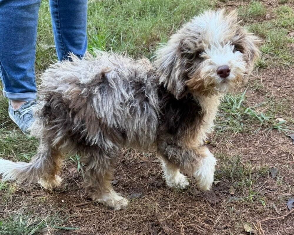 Banjo, Adoptable, Puppy Male Aussiedoodle.