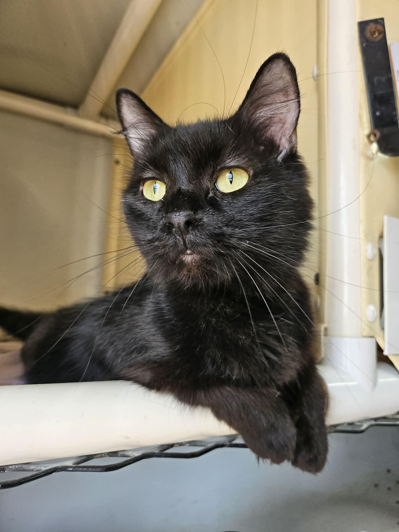 Black Beauty, a ADOPTABLE Domestic Long Hair in Chappell, NE image 3/4
