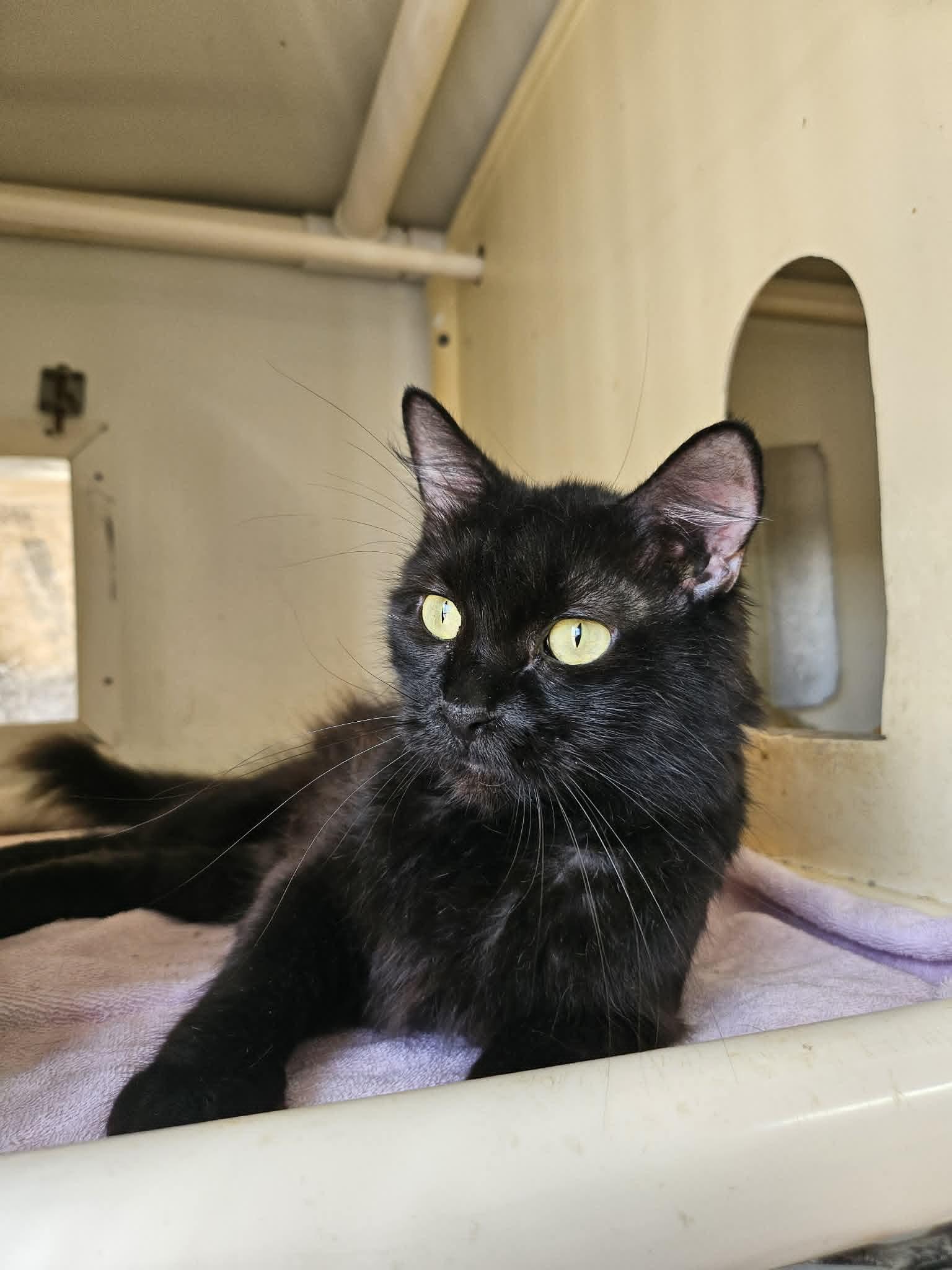 Black Beauty, a ADOPTABLE Domestic Long Hair in Chappell, NE image 2/4
