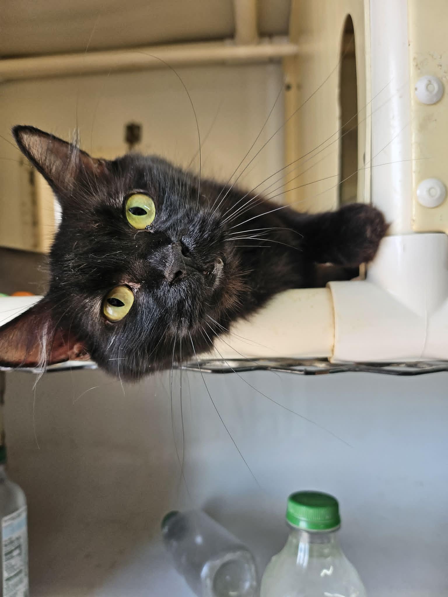 Black Beauty, a ADOPTABLE Domestic Long Hair in Chappell, NE image 4/4
