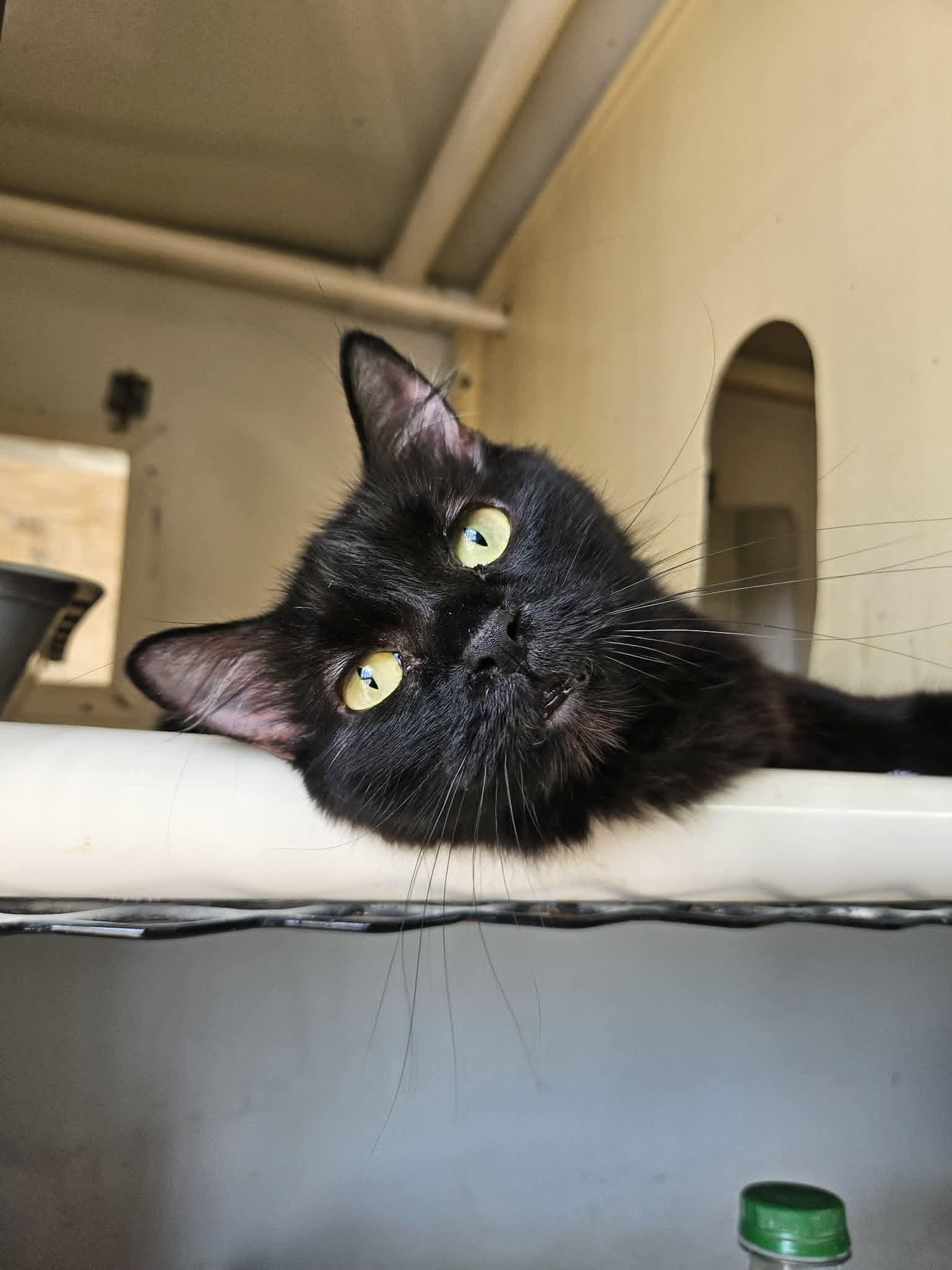 Black Beauty, ADOPTABLE, Adult Female Domestic Long Hair.