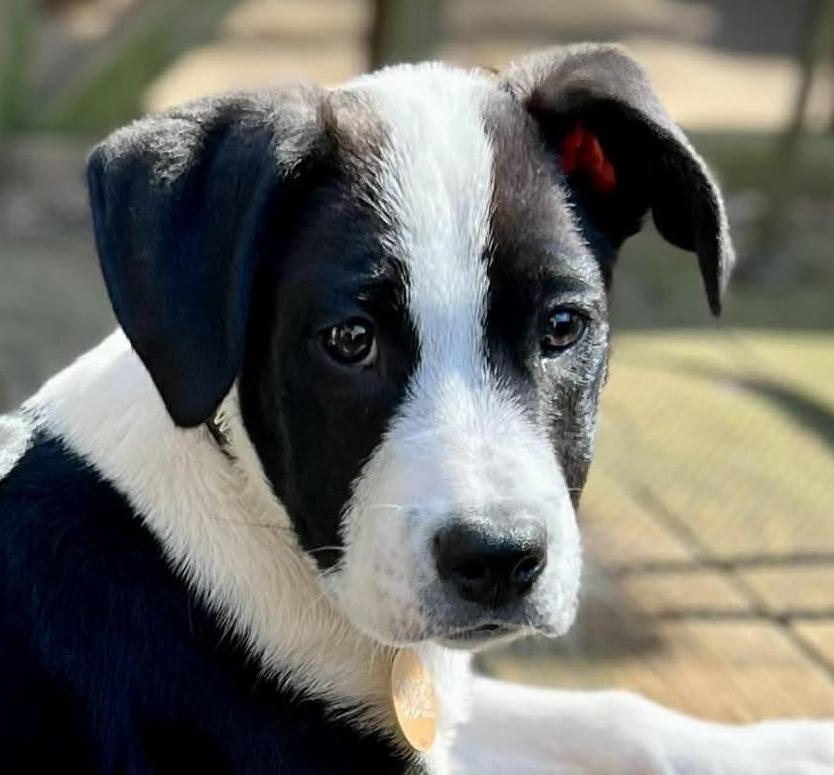 Enlarge Thunda, a ADOPTABLE mixed breed in Cumming, GA image 1/5