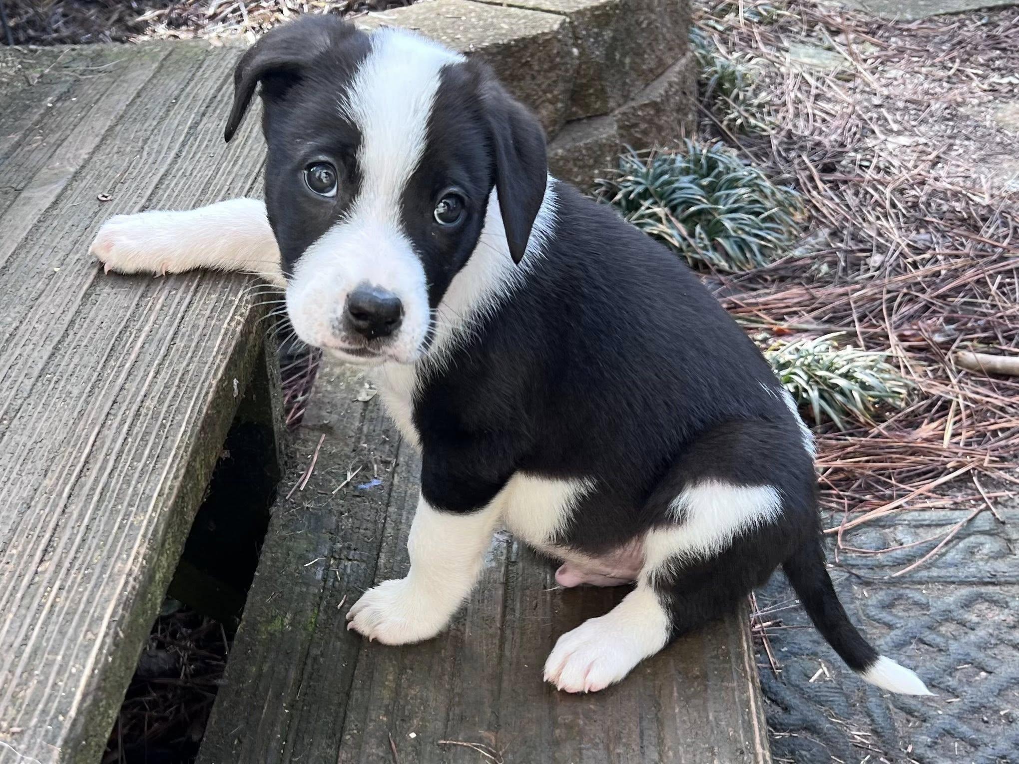 Thunda, ADOPTABLE, Puppy Male Border Collie & American Staffordshire Terrier.