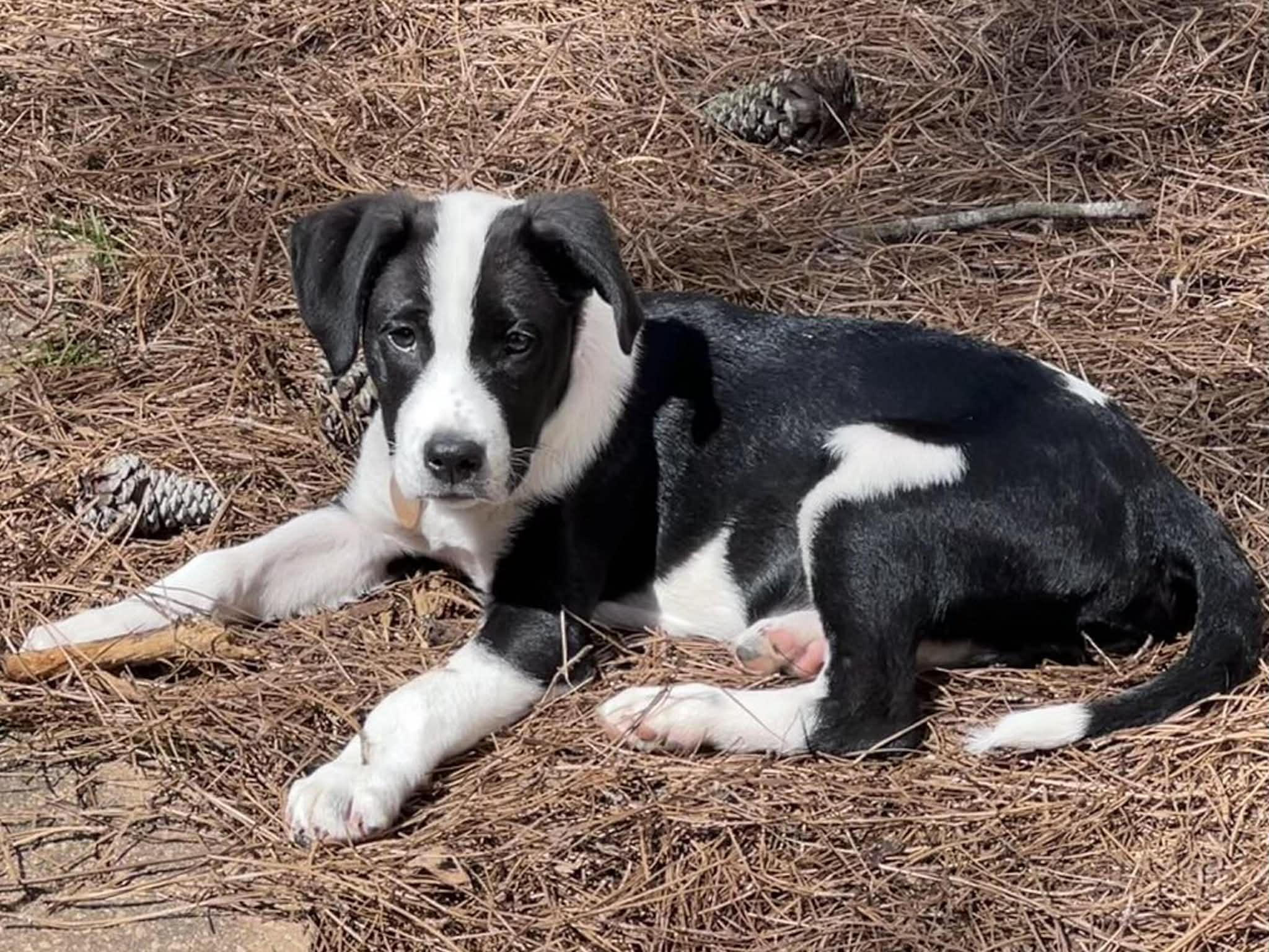 Enlarge Thunda, a ADOPTABLE mixed breed in Cumming, GA image 4/5