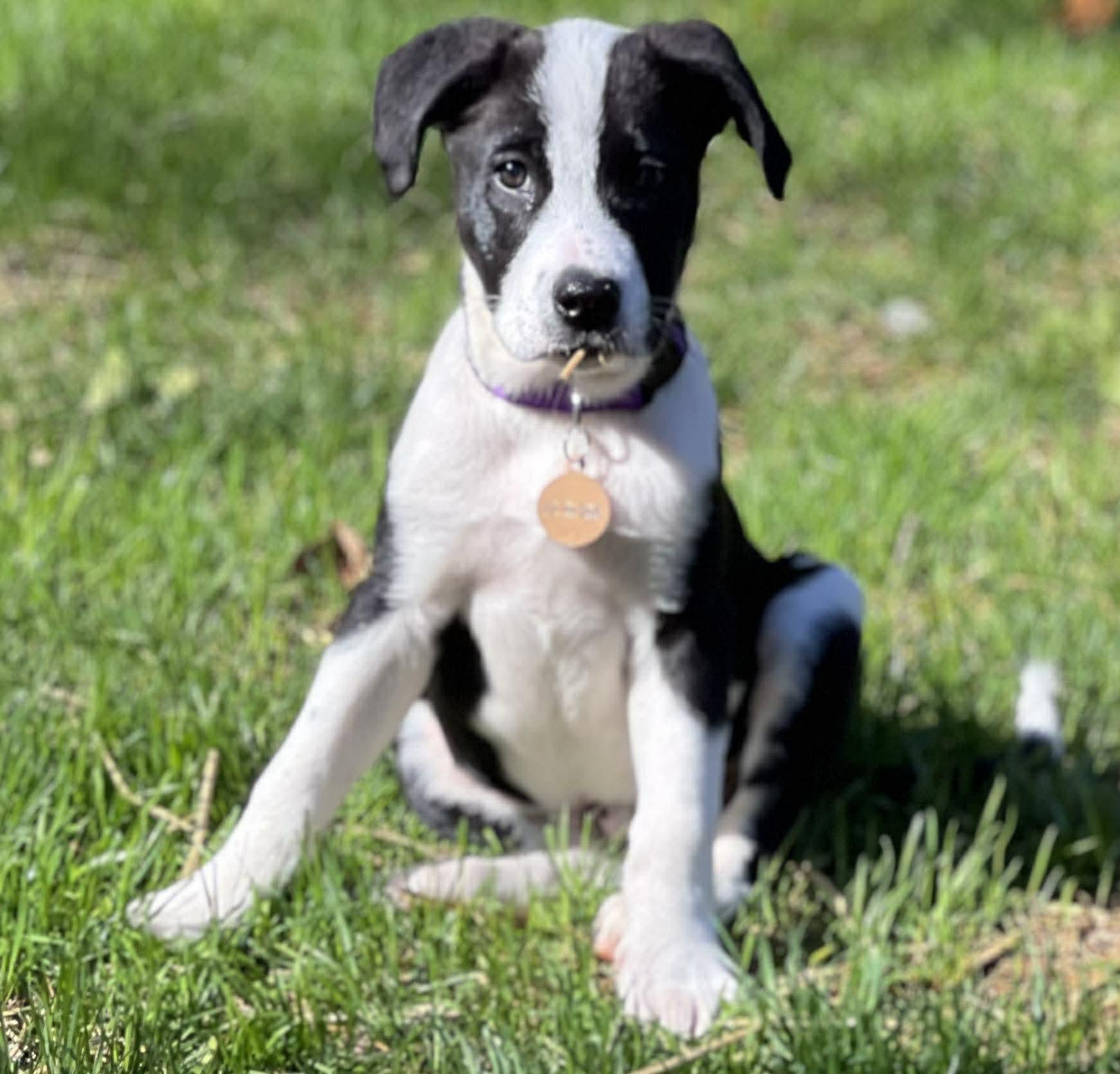 Enlarge Thunda, a ADOPTABLE mixed breed in Cumming, GA image 2/5