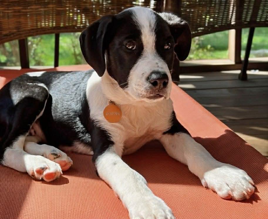 Enlarge Thunda, a ADOPTABLE mixed breed in Cumming, GA image 3/5