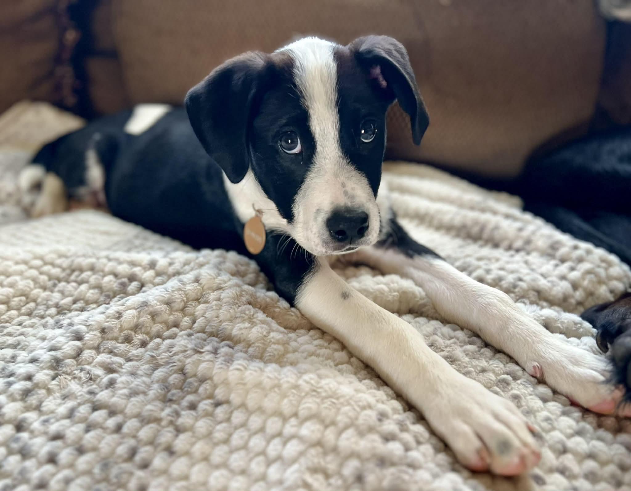 Enlarge Thunda, a ADOPTABLE mixed breed in Cumming, GA image 5/5