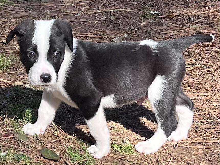 Enlarge Thunda, a ADOPTABLE mixed breed in Cumming, GA image 2/2