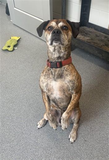 BUD, Adoptable, Adult Male Boxer & Mixed Breed.