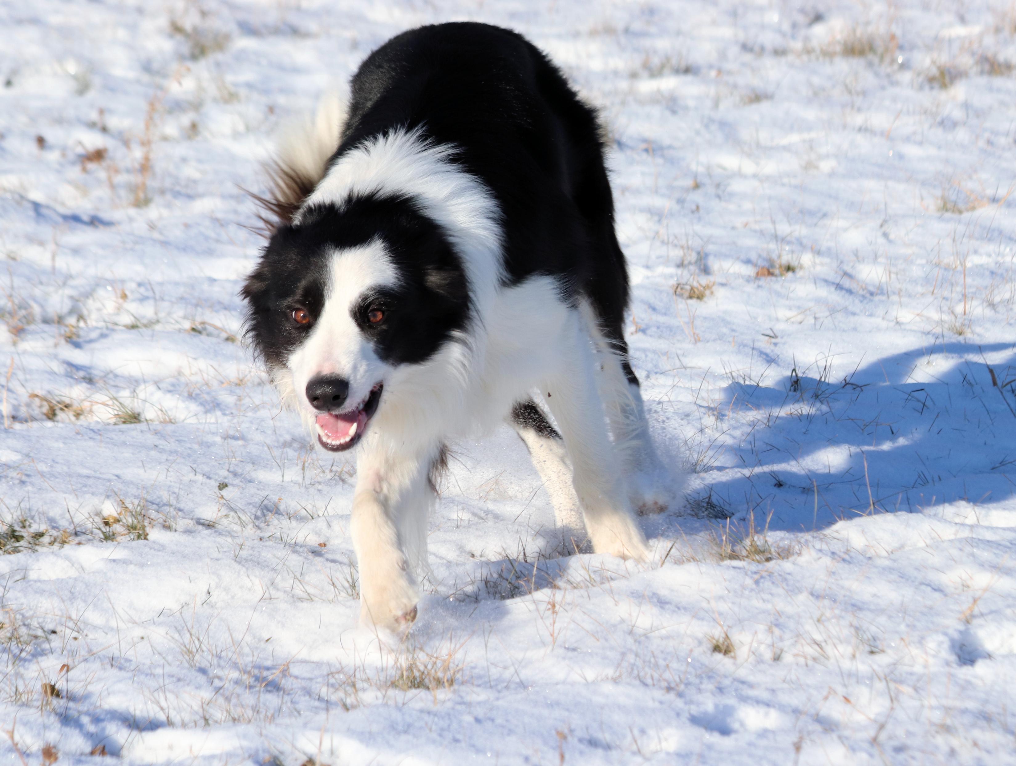 McCoy, adopted, Adult Male Border Collie.