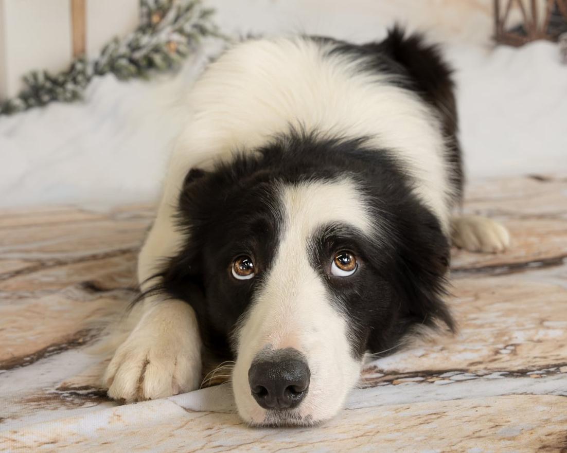 Enlarge McCoy, an adopted Border Collie in Winnipeg, MB image 2/4