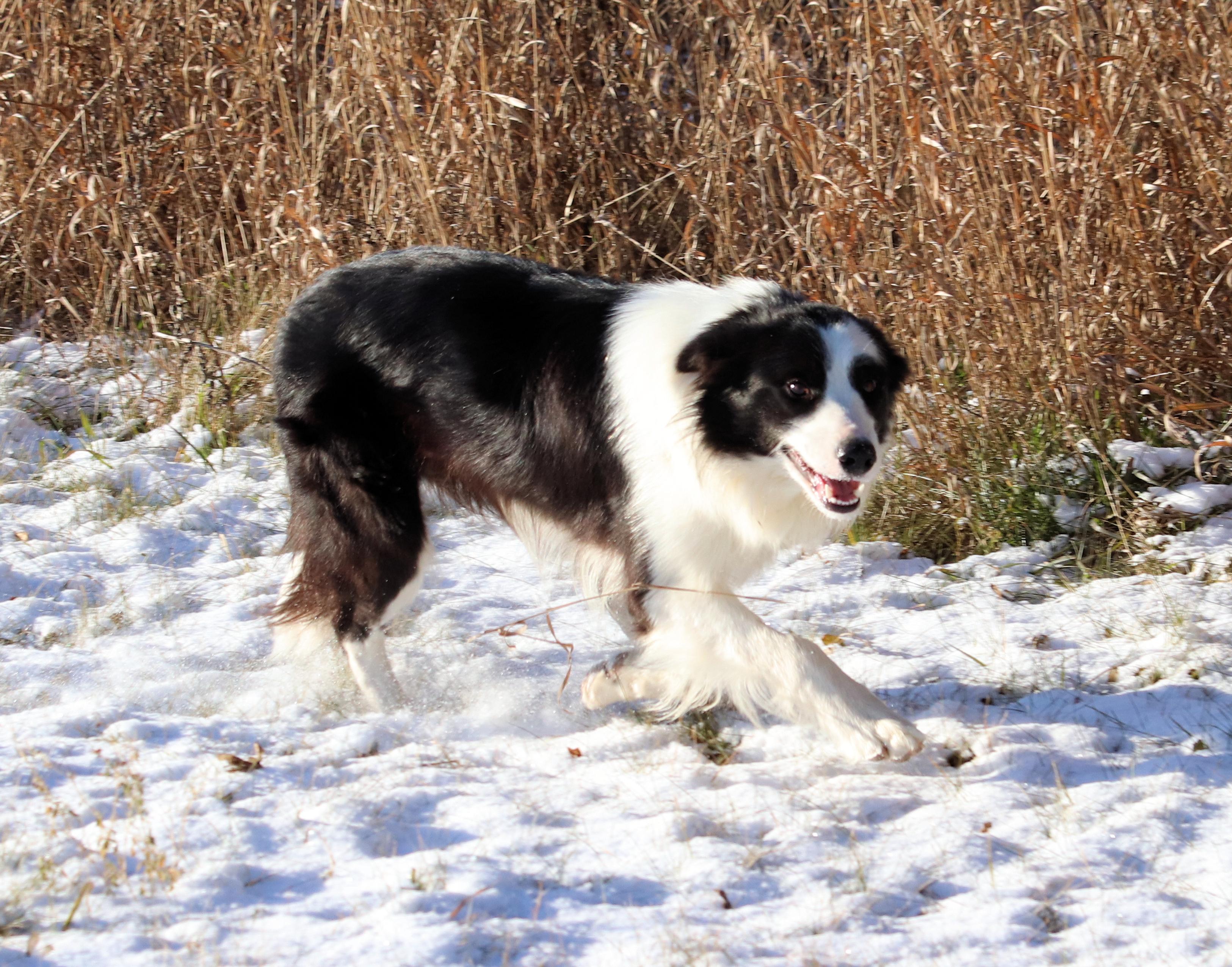 Enlarge McCoy, an adopted Border Collie in Winnipeg, MB image 3/4