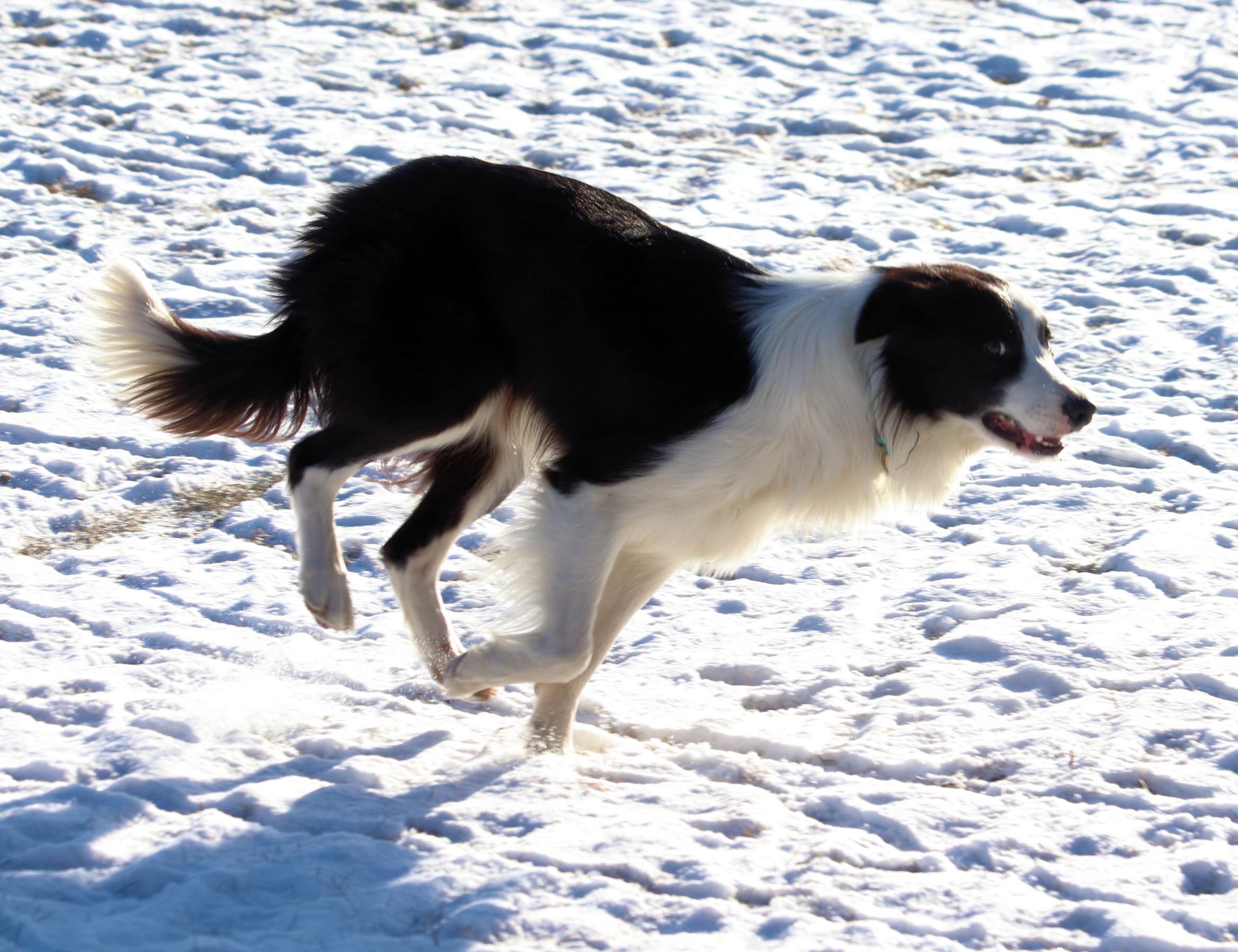 Enlarge McCoy, an adopted Border Collie in Winnipeg, MB image 4/4
