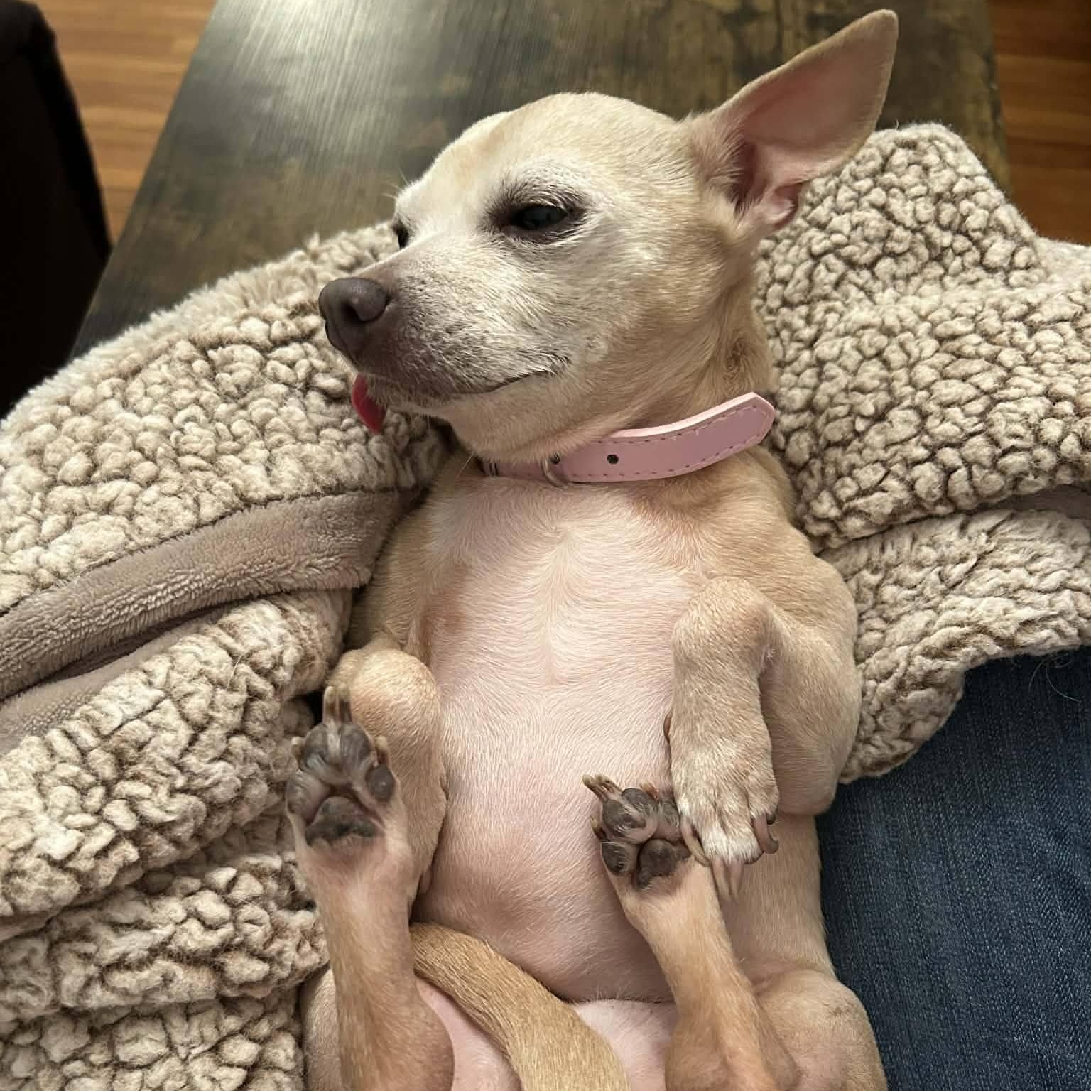 Kiki, a ADOPTABLE Chihuahua in St Thomas, ON image 4/4