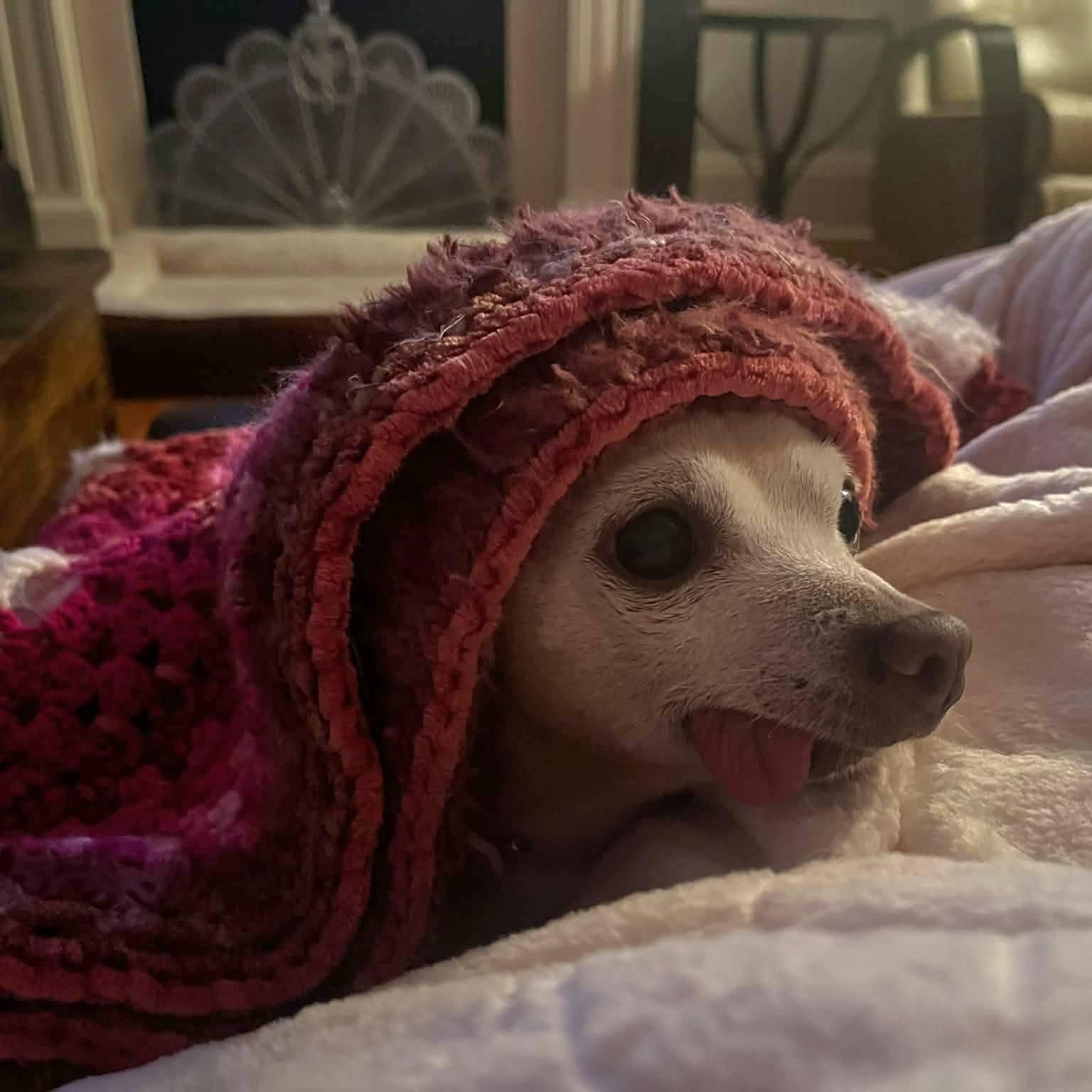 Kiki, ADOPTABLE, Senior Female Chihuahua.