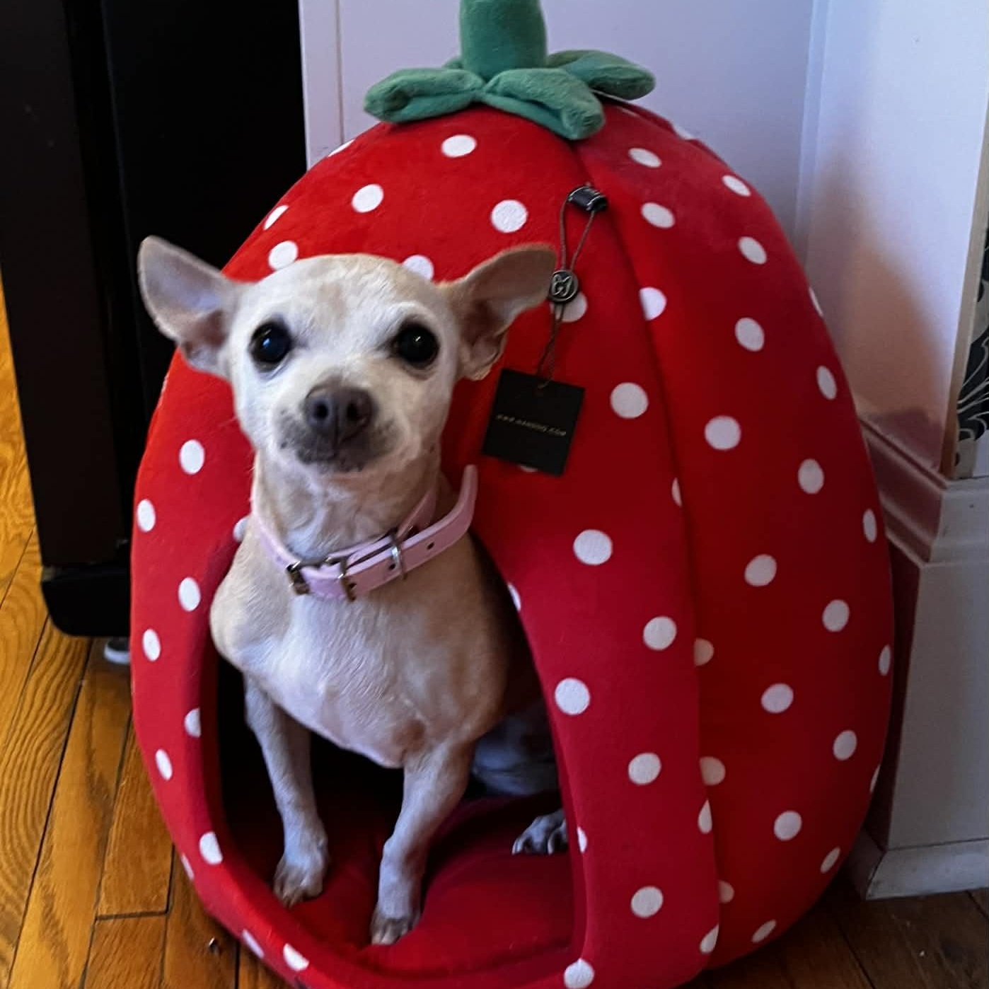 Kiki, a ADOPTABLE Chihuahua in St Thomas, ON image 2/4