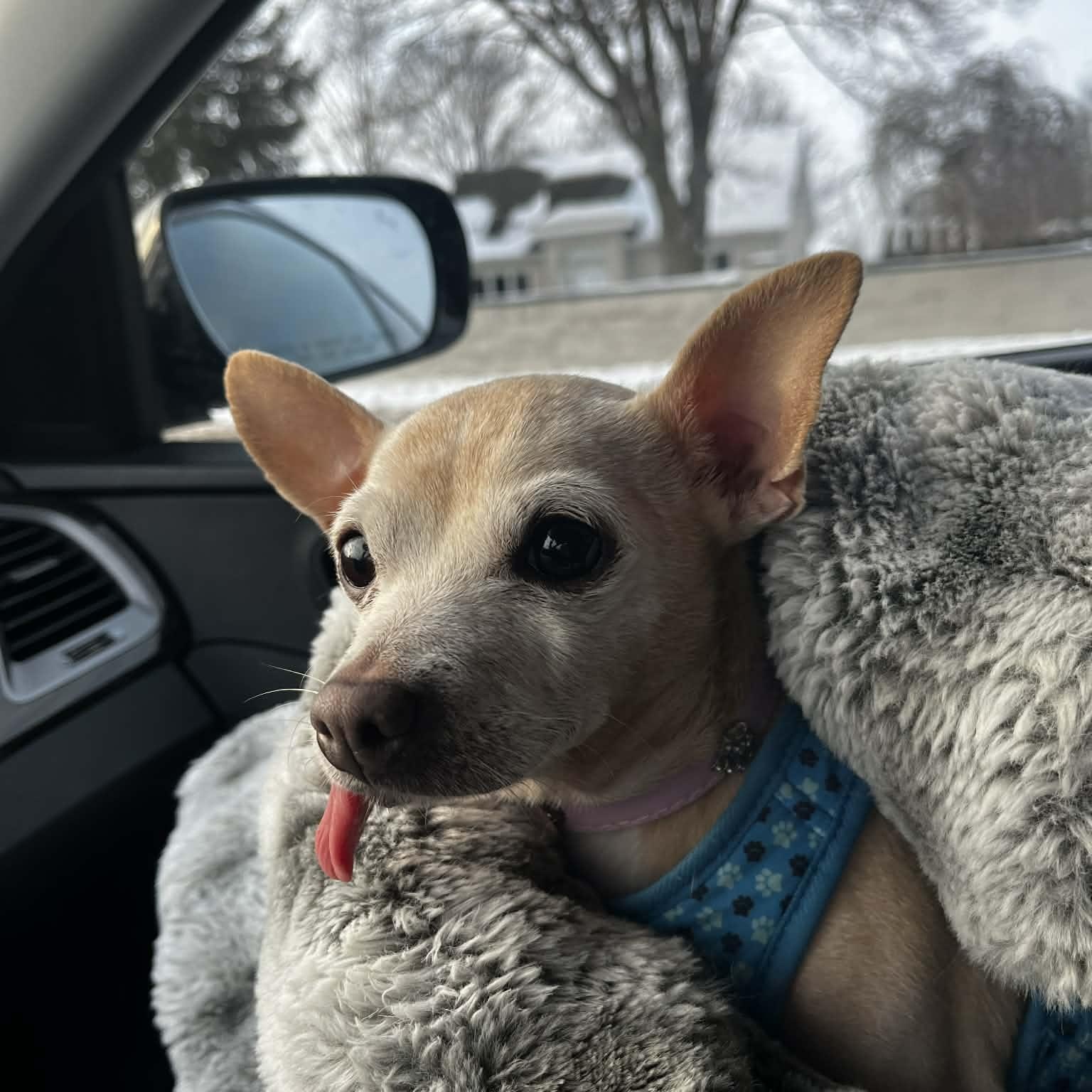 Kiki, a ADOPTABLE Chihuahua in St Thomas, ON image 3/4