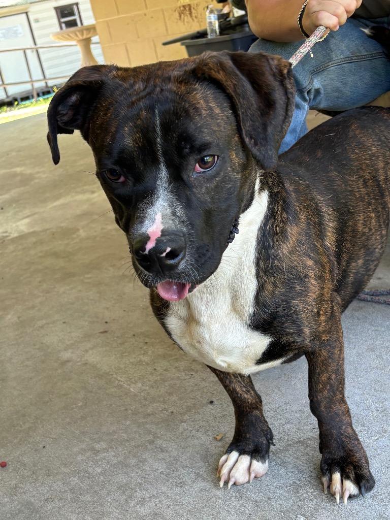 Enlarge Buster, a Adoptable Pit Bull Terrier in Swainsboro, GA image 1/3
