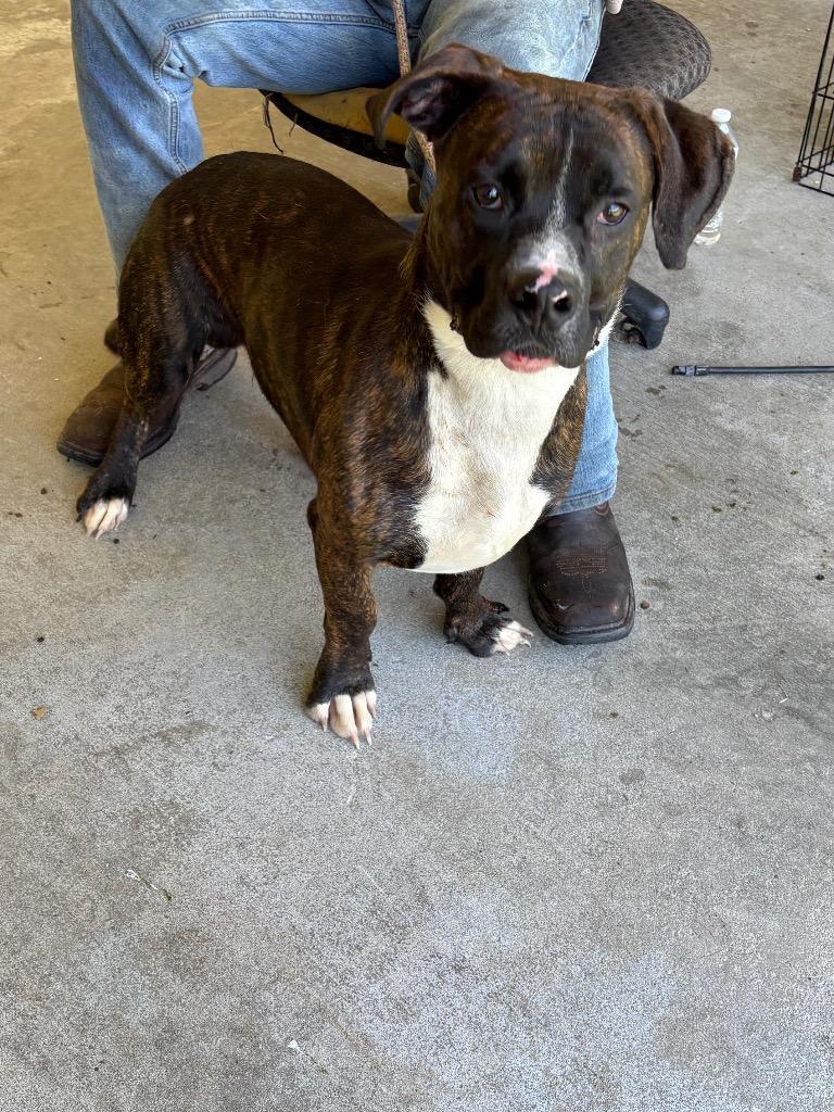 Enlarge Buster, a Adoptable Pit Bull Terrier in Swainsboro, GA image 2/3