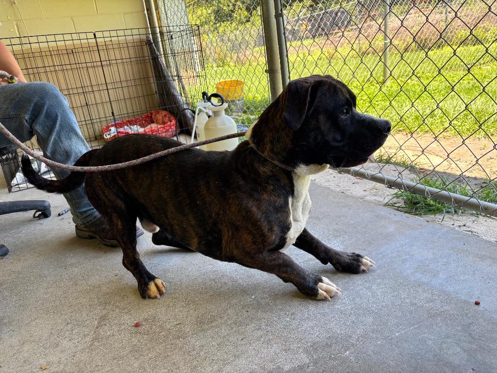 Enlarge Buster, a Adoptable Pit Bull Terrier in Swainsboro, GA image 3/3
