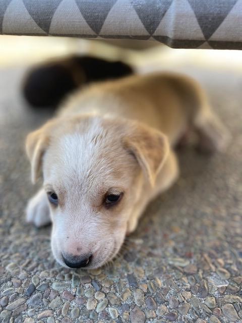Enlarge Farfalle (Pasta litter), a Adoptable mixed breed in Redwood City, CA image 2/6
