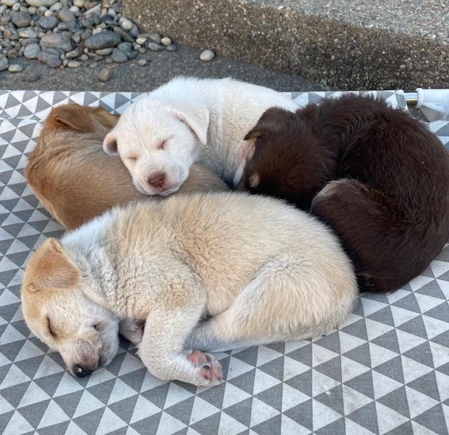 Enlarge Farfalle (Pasta litter), a Adoptable mixed breed in Redwood City, CA image 6/6