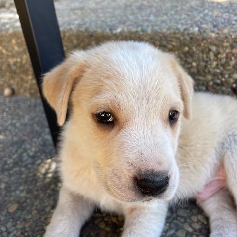 Enlarge Farfalle (Pasta litter), a Adoptable mixed breed in Redwood City, CA image 5/6