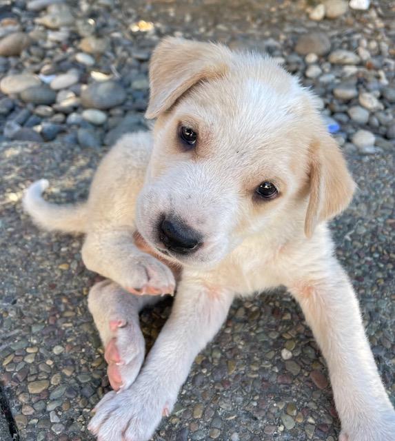Farfalle (Pasta litter), Adoptable, Puppy Male Great Pyrenees.