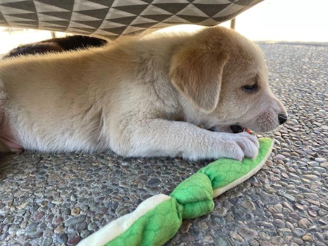 Enlarge Farfalle (Pasta litter), a Adoptable mixed breed in Redwood City, CA image 3/6