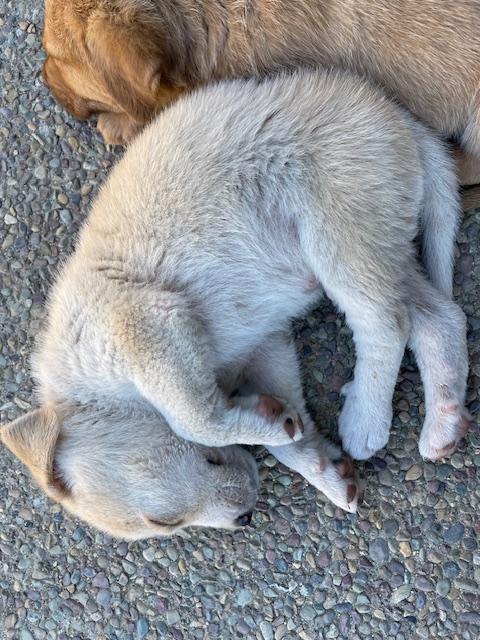 Enlarge Farfalle (Pasta litter), a Adoptable mixed breed in Redwood City, CA image 4/6