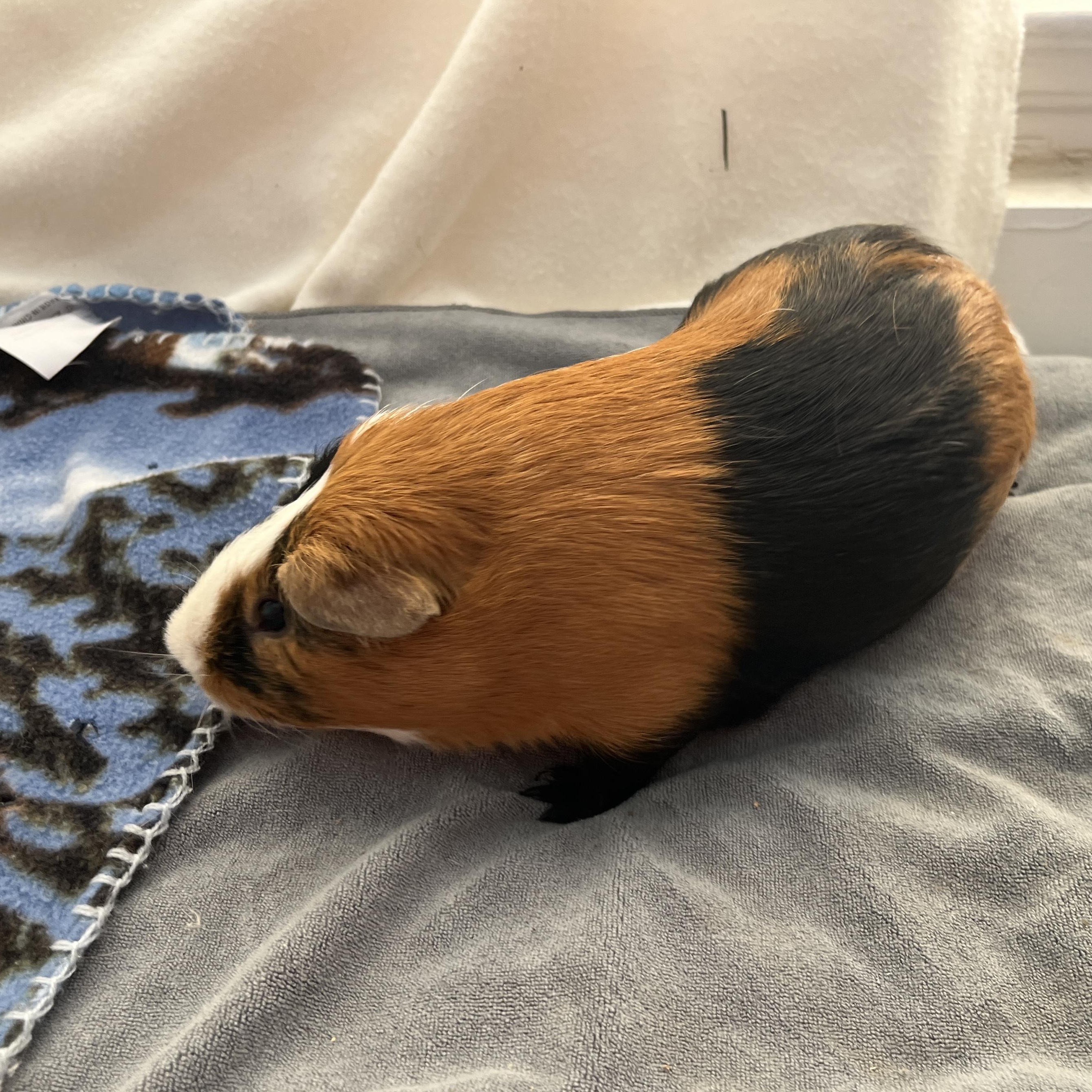 Forrest, a Adoptable Guinea Pig in Oakland, CA image 6/6