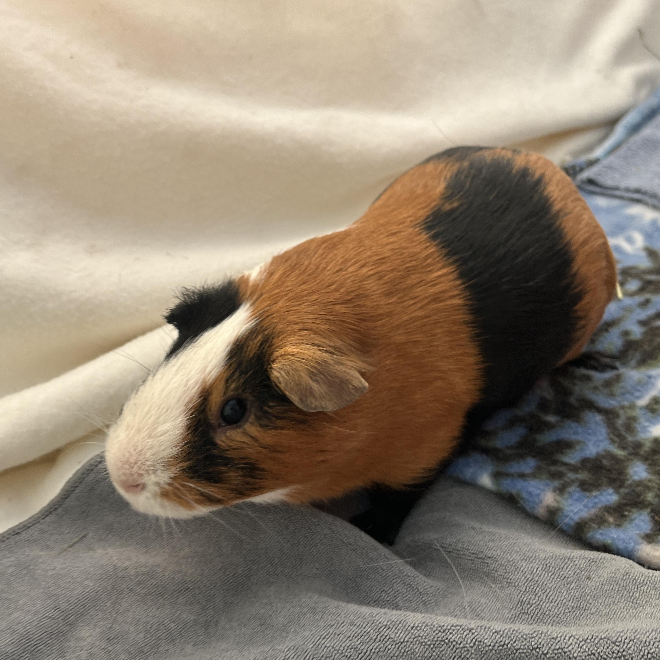 Forrest, a Adoptable Guinea Pig in Oakland, CA image 5/6